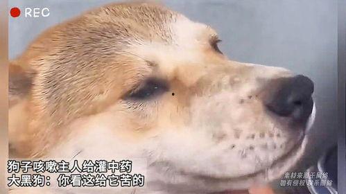 狗子黑料爆料视频下载,视频爆料背后的真相与争议 第3张 狗子黑料爆料视频下载,视频爆料背后的真相与争议 第3张